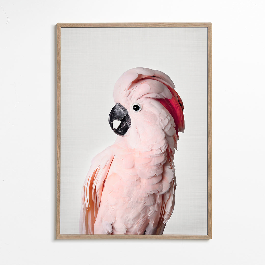 Pink cockatoo