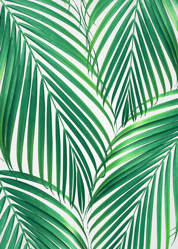 Palm Leaves