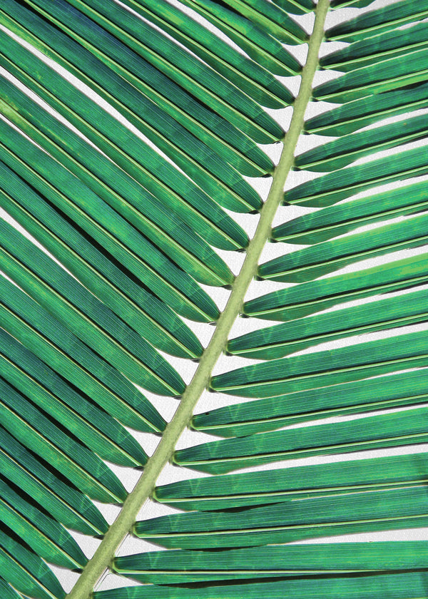 Palm Leaf 2