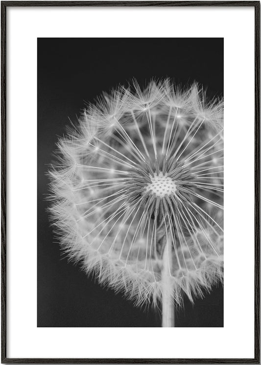 Dandelion - Bess Hamiti