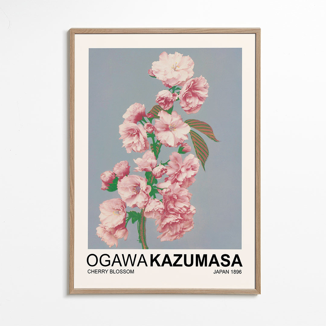 Cherry Blossom (Special Edition) - Ogawa Kazumasa