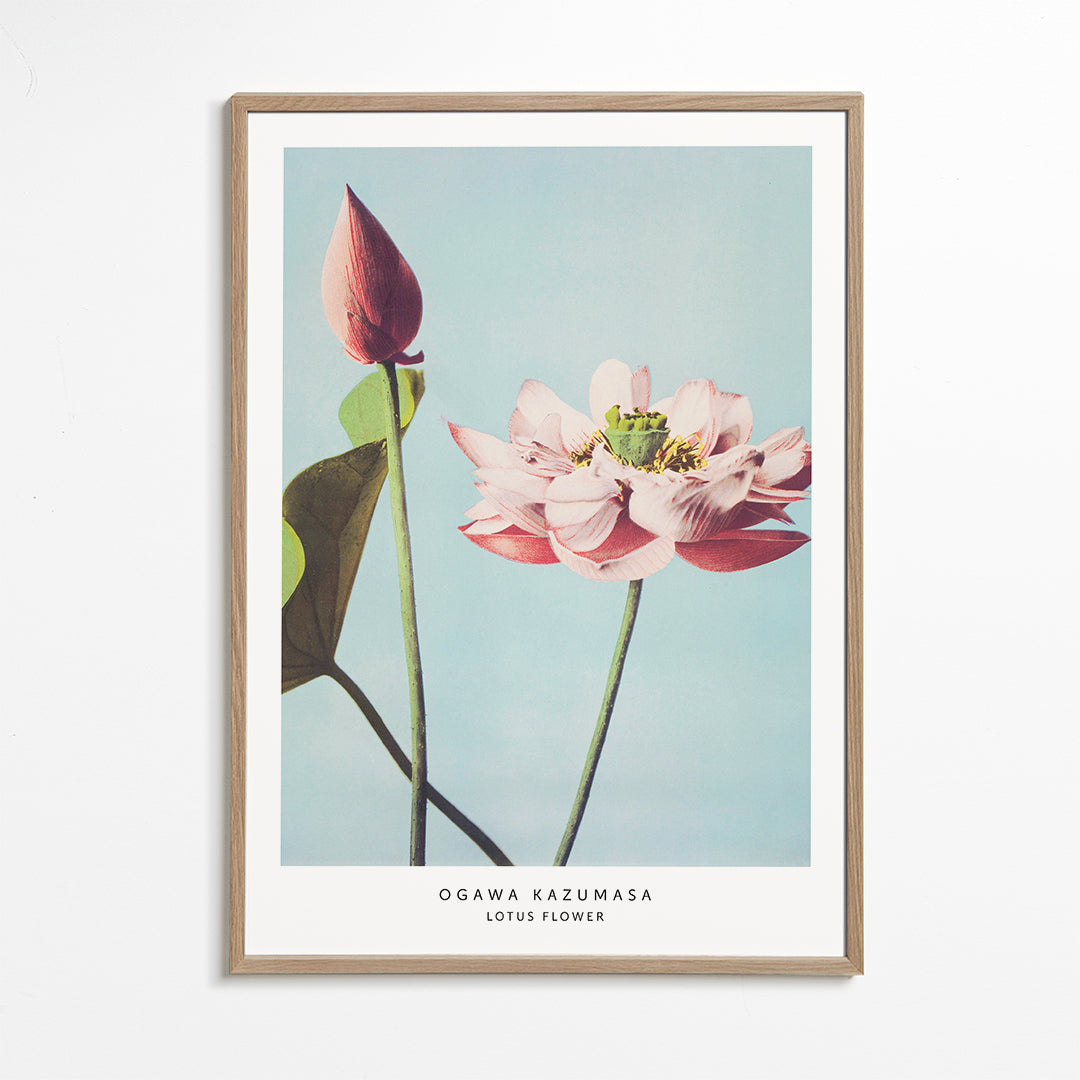 Ogawa Kazumasa Lotus Flowers