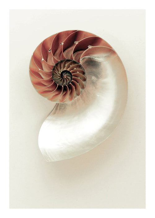 Sea opened snail