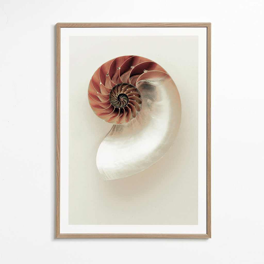 Sea opened snail