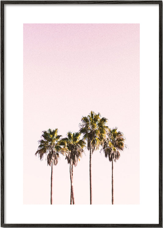 Palm trees and sky