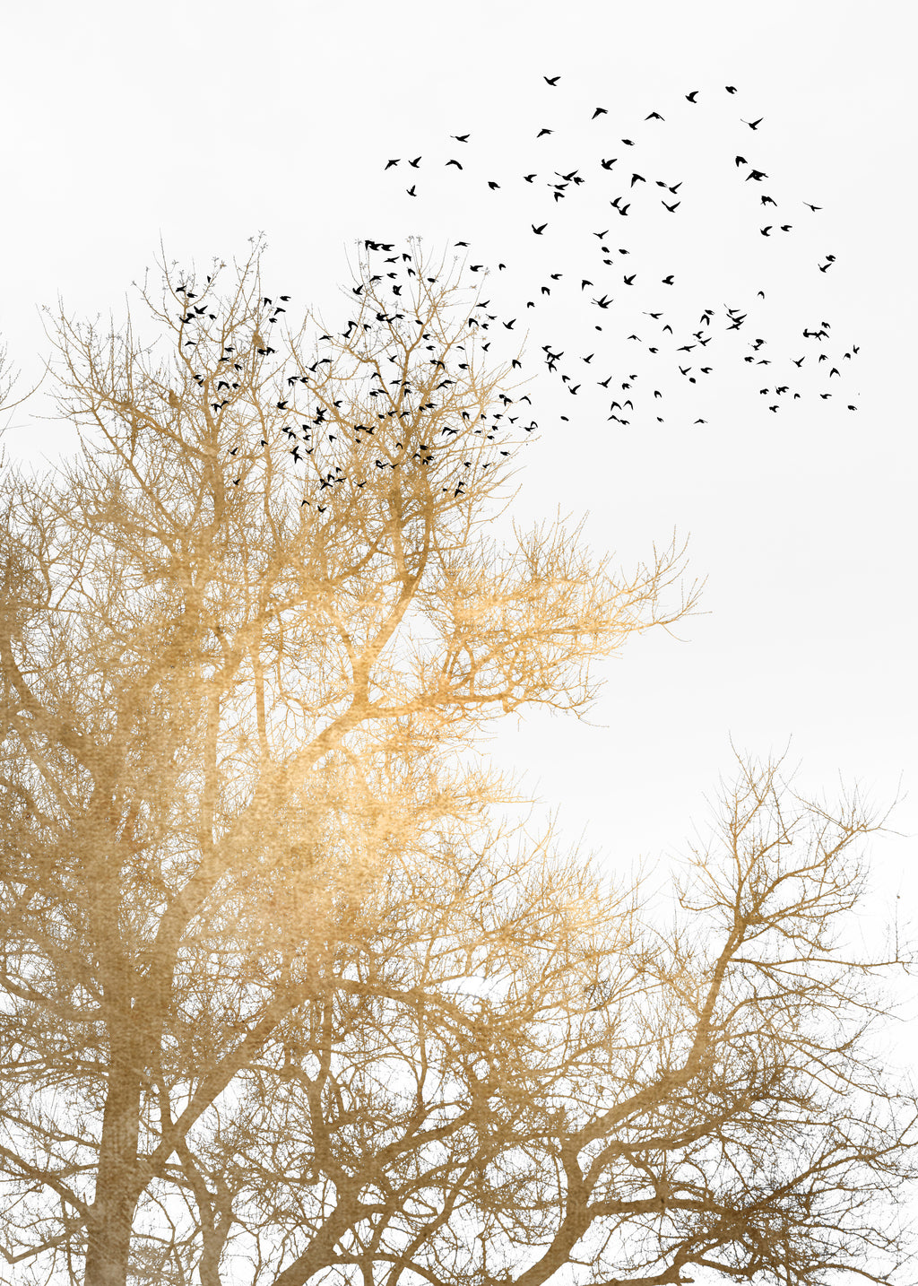 Golden skies - Unframed art print