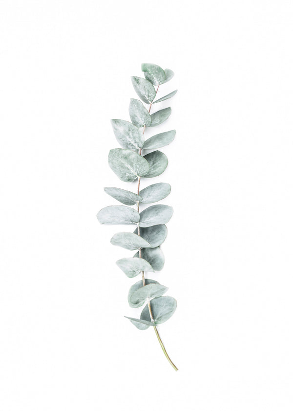 Eucalyptus II