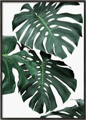 Monstera