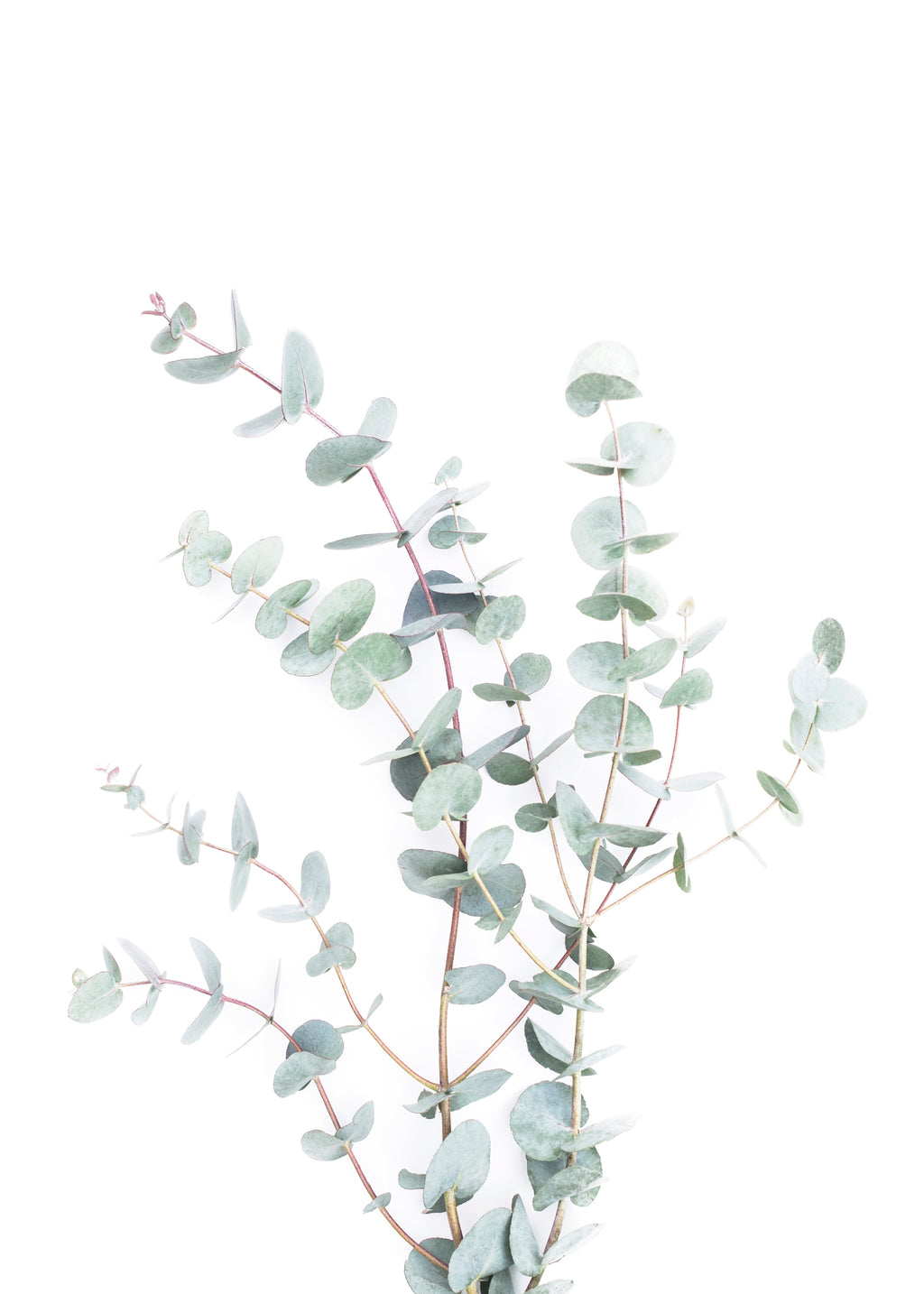 Eucalyptus Branch - Unframed art print