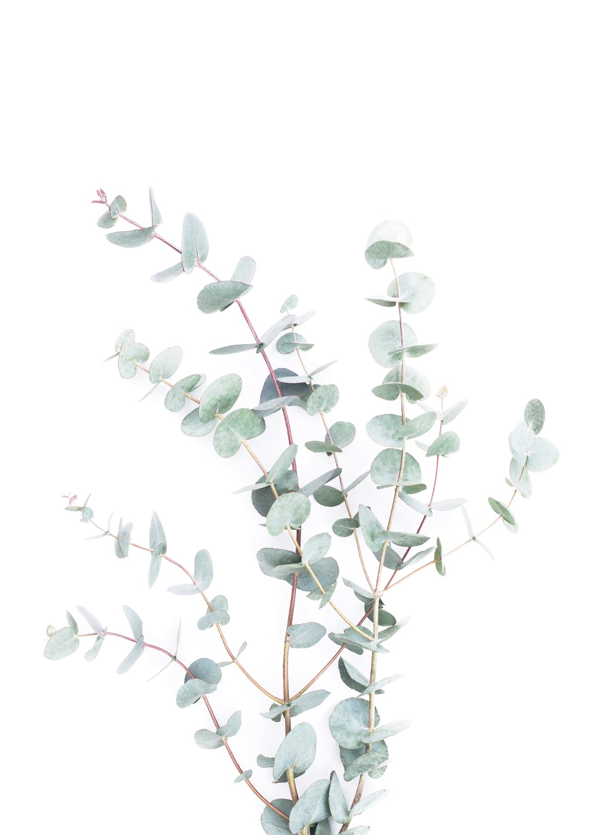 Eucalyptus Branch - Unframed art print