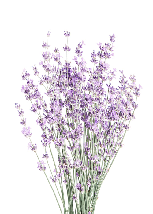 Lavender - Unframed art print