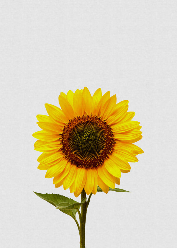 Sunflower still life