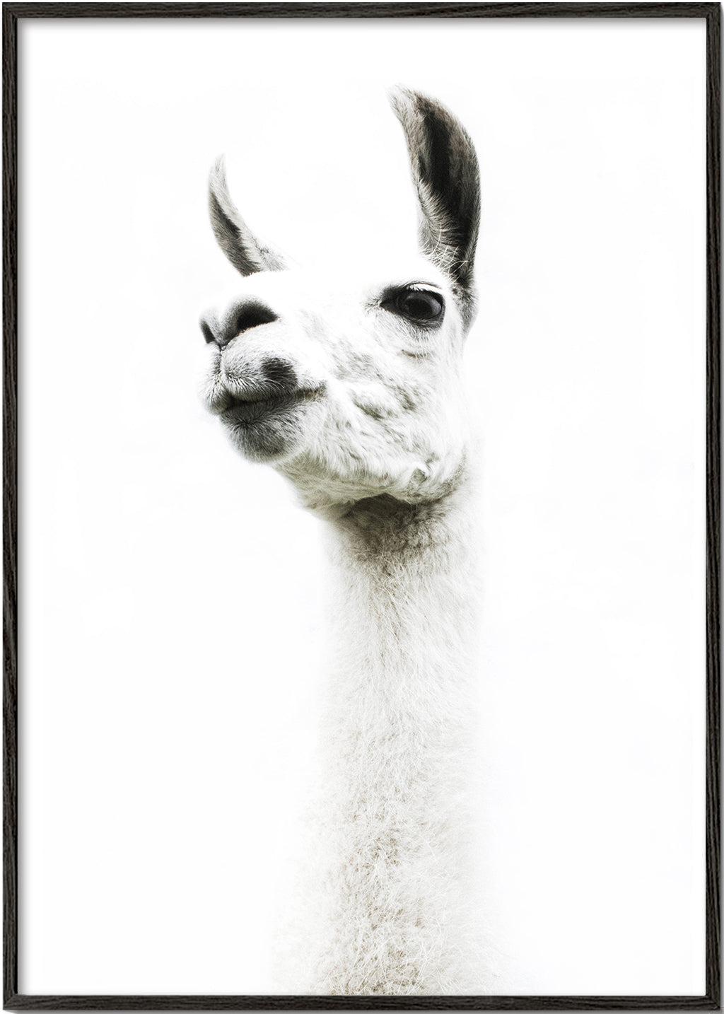 Llama II 2