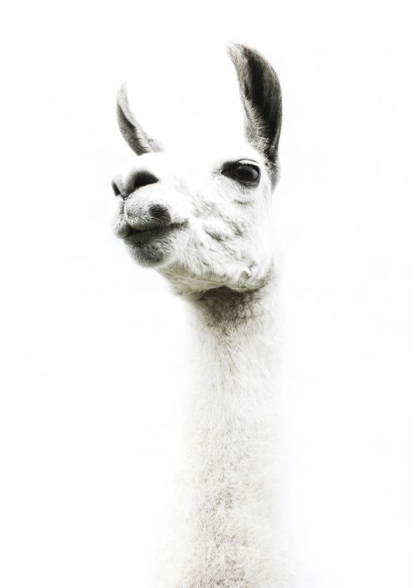 Llama II 2
