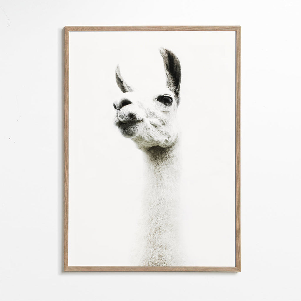 Llama II 2