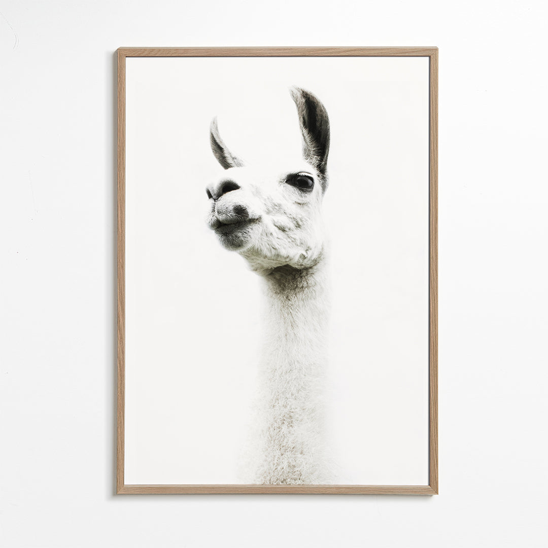 Llama II 2