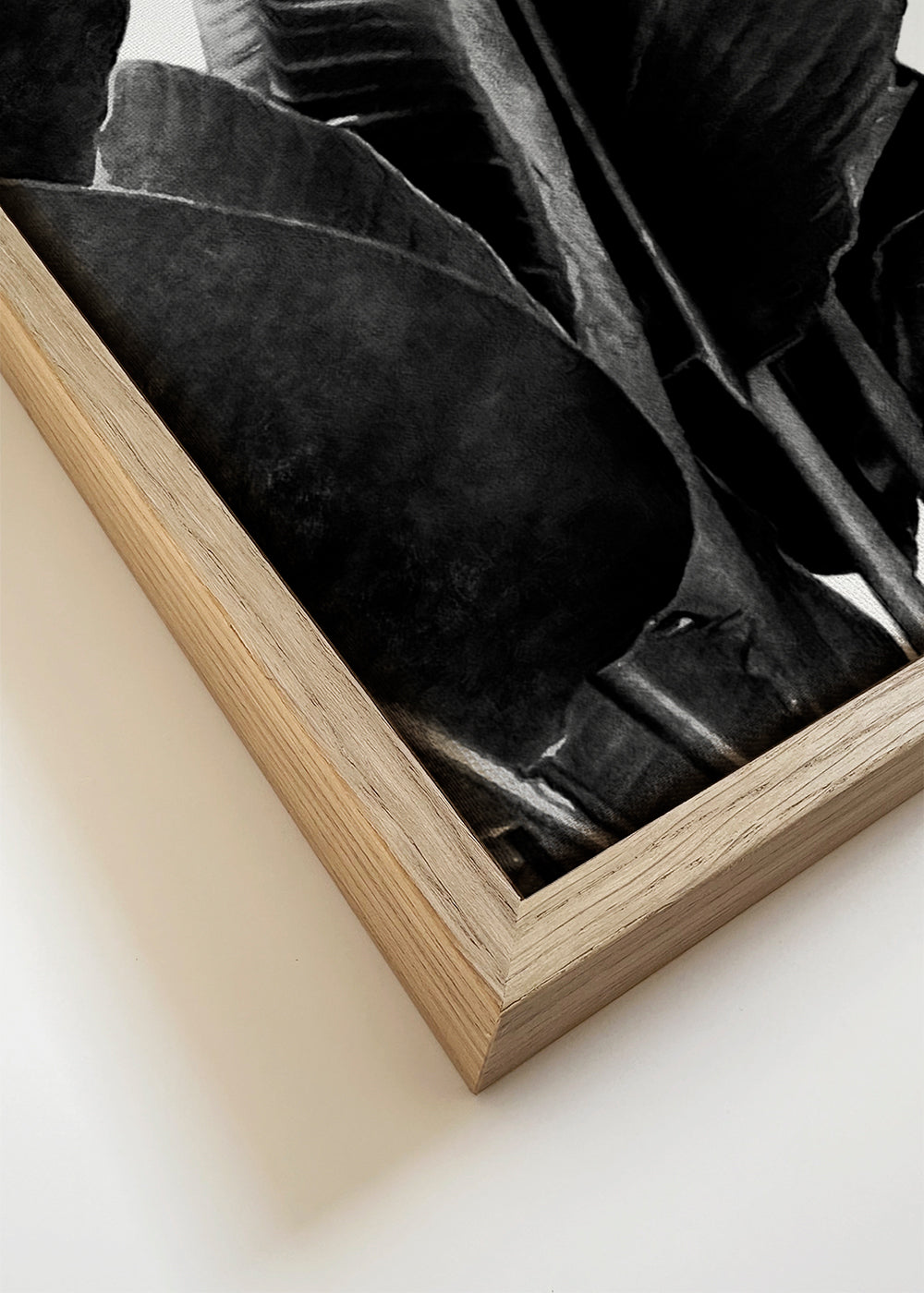 Bird of Paradise Plant Black and White 02