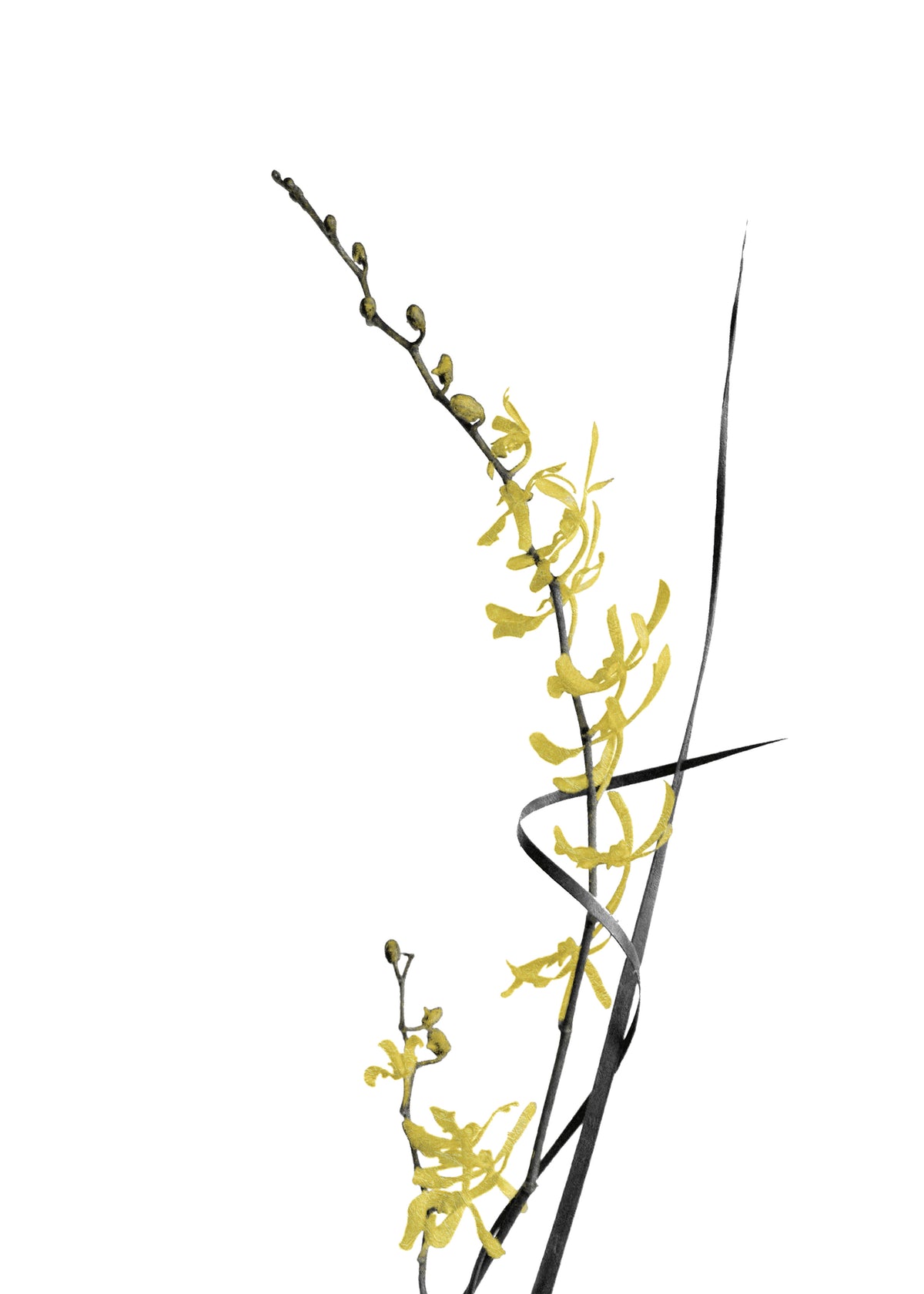 Flower Minimal Black and Gold 06 - Unframed art print