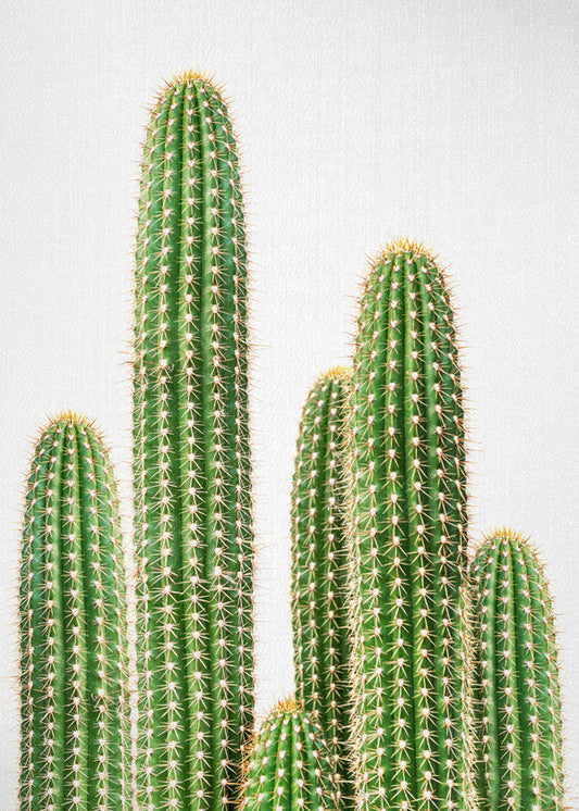 Cactus 2