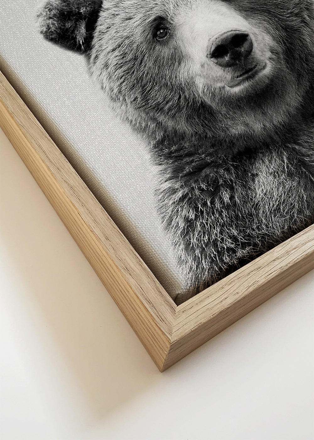 Grizzly Bear - Black & White