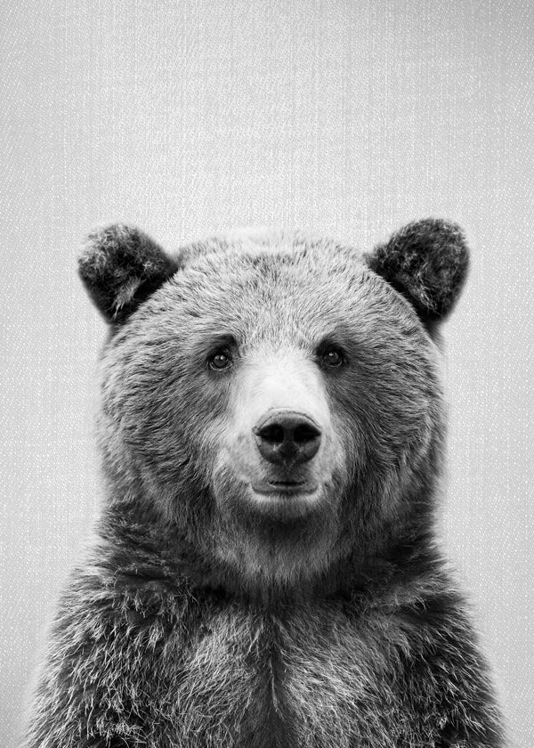 Grizzly Bear - Black & White