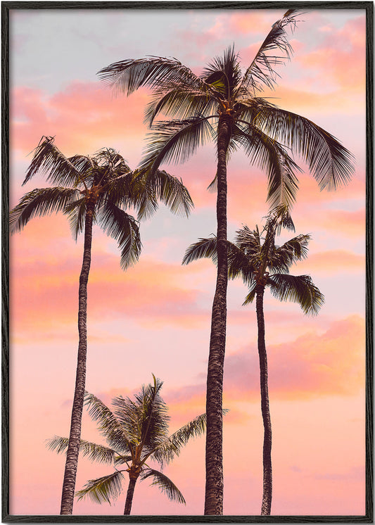 Sunset Palm Trees