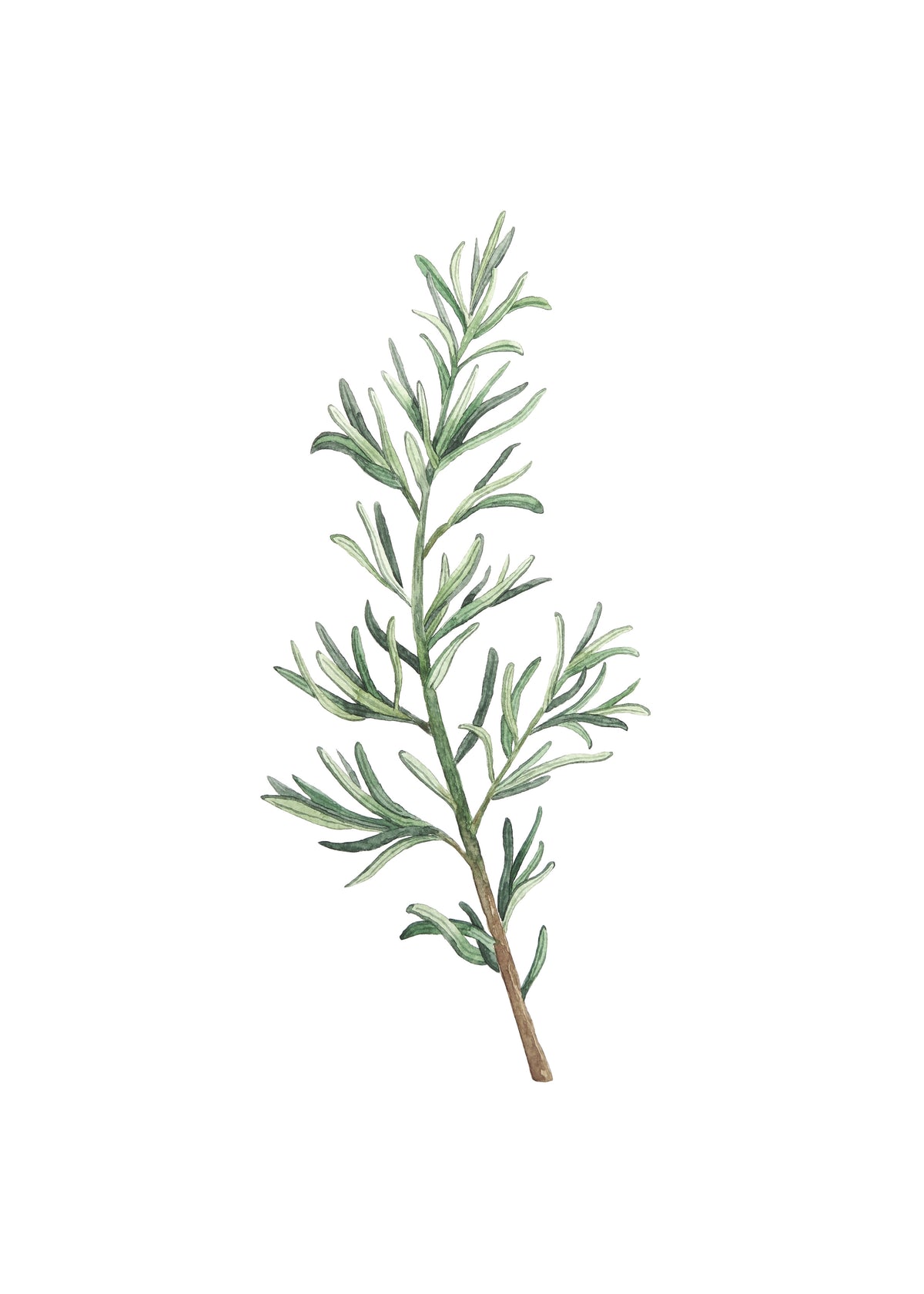Rosemary Branch - Unframed art print