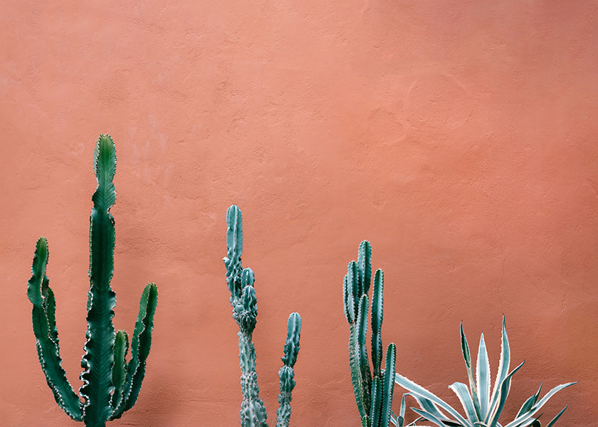 Lámina botánica con cactus sobre pared terracota