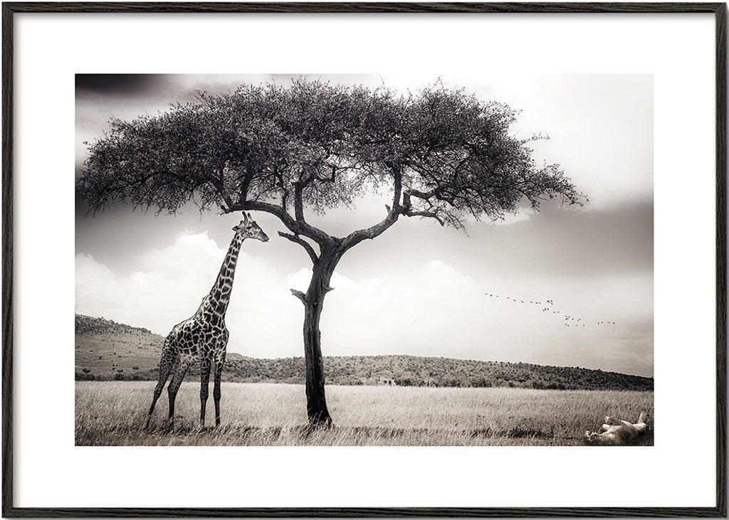 under the African sun