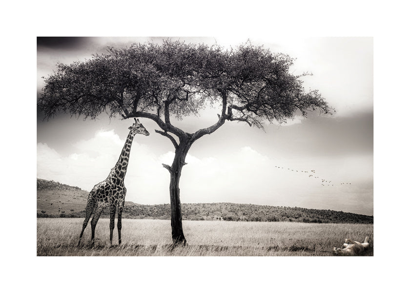 under the African sun