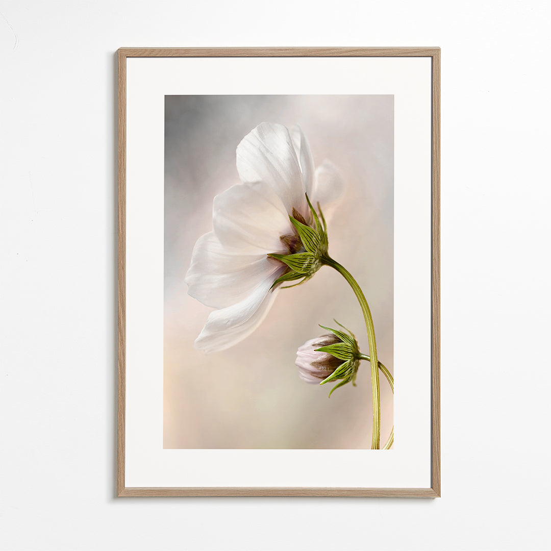 Heavenly Cosmos - Mandy Disher