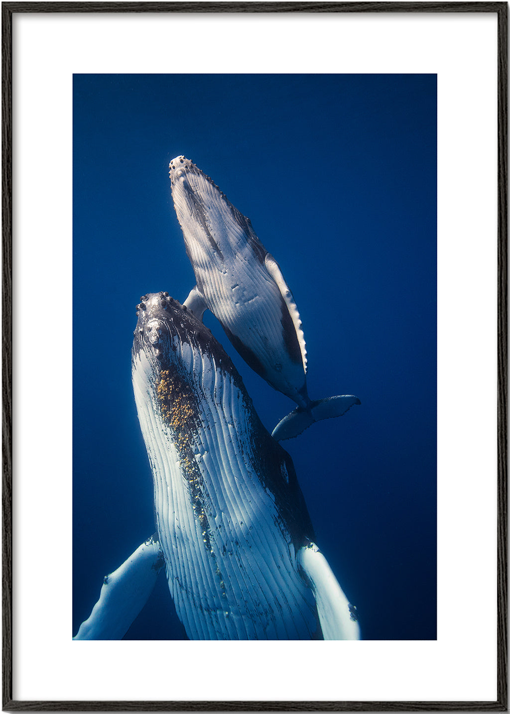 Come back to the surface - Barathieu Gabriel