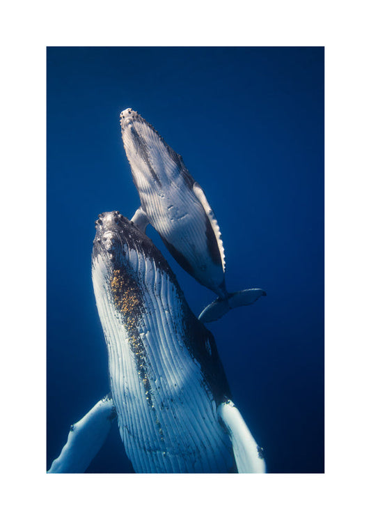 Come back to the surface - Barathieu Gabriel