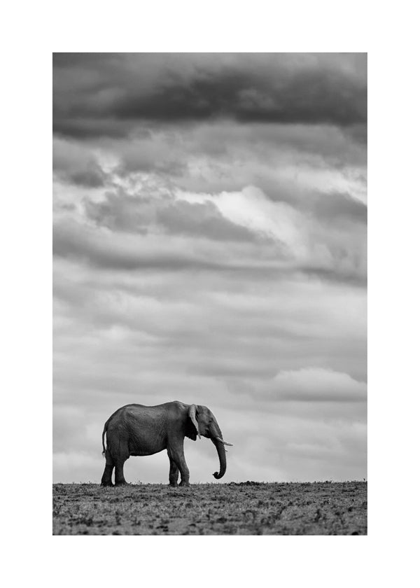 Elephant Landscape 2