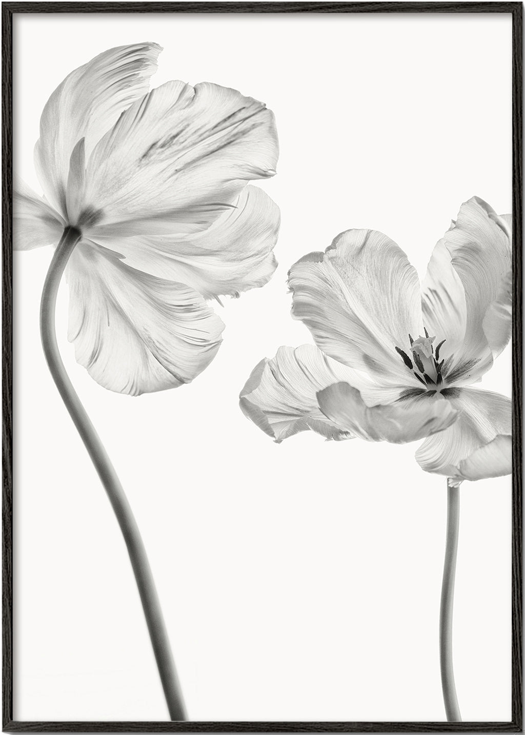 Same tulip front and backview