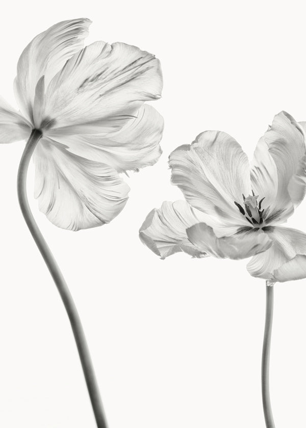 Same tulip front and backview