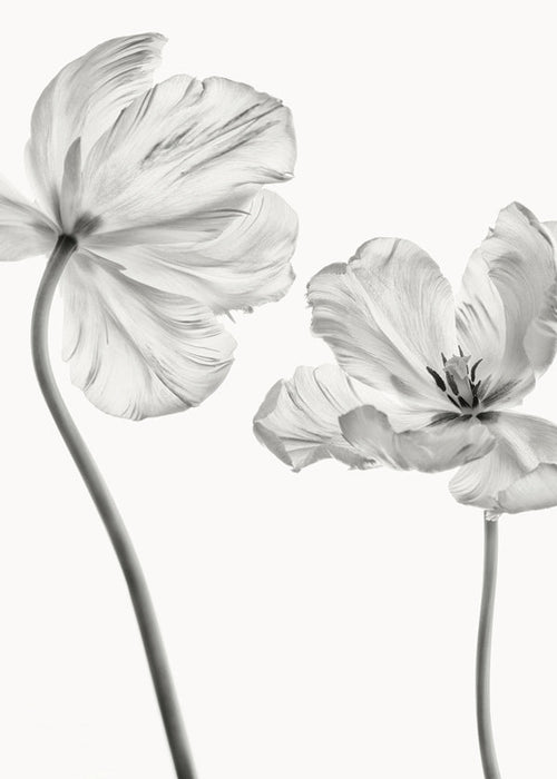 Same tulip front and backview