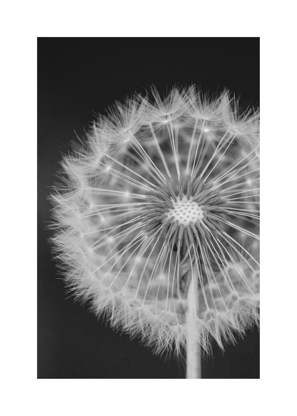 Dandelion