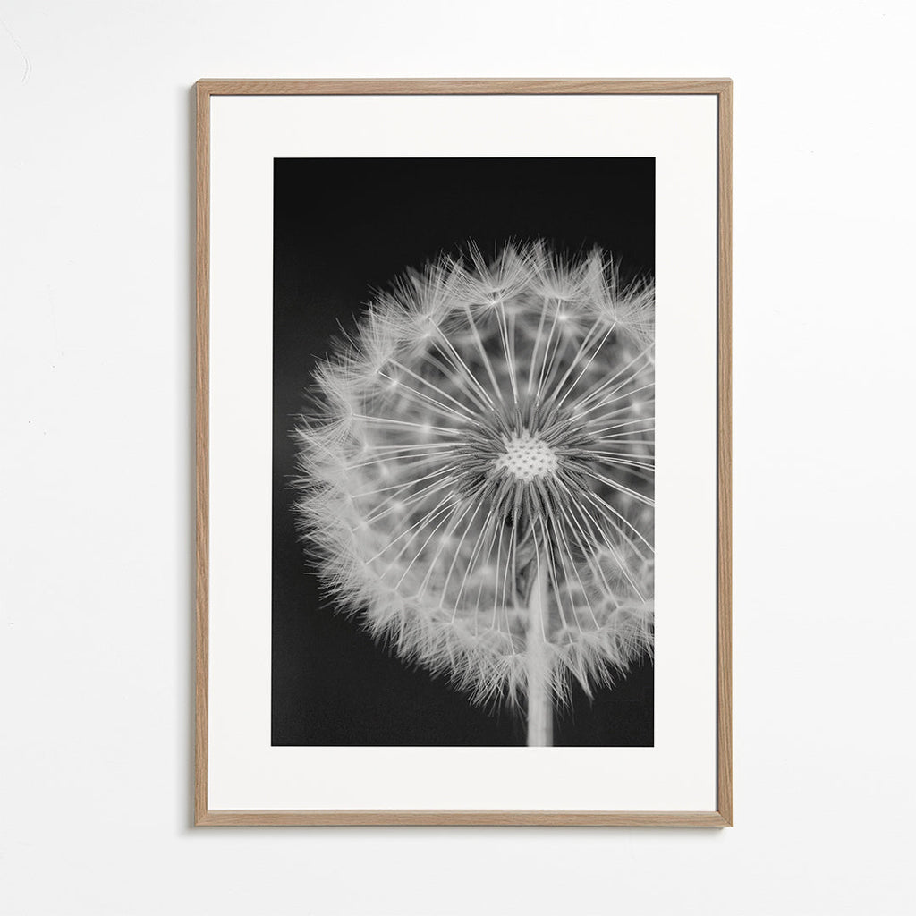 Dandelion