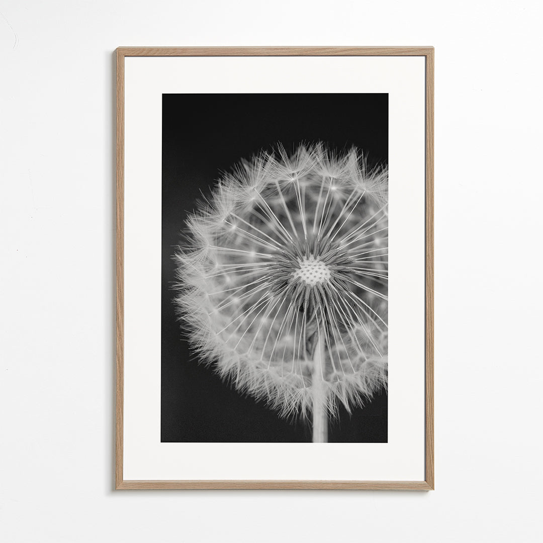 Dandelion