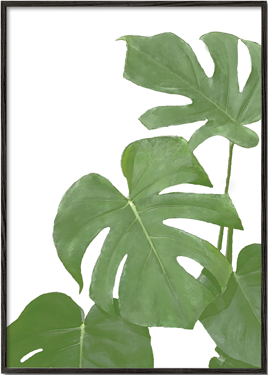 Monstera Green 03