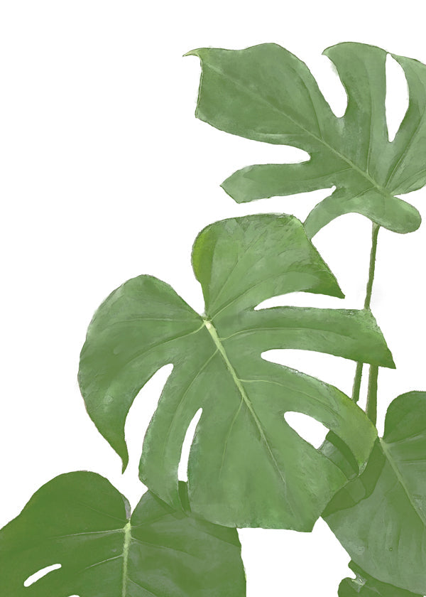 Monstera Green 03