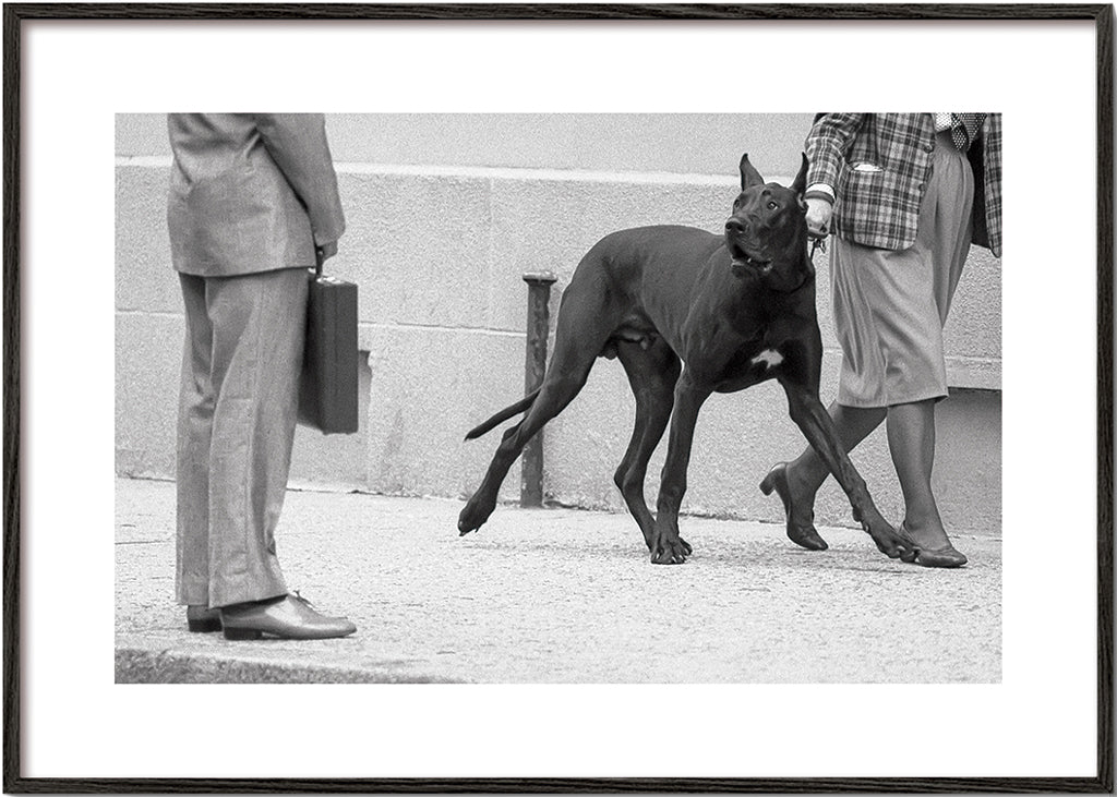 Great dane bodyguard