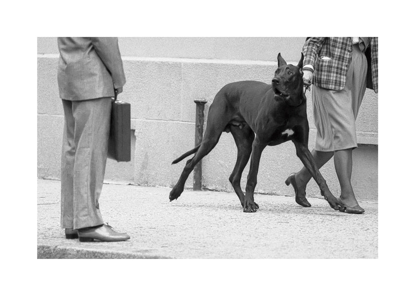 Great dane bodyguard