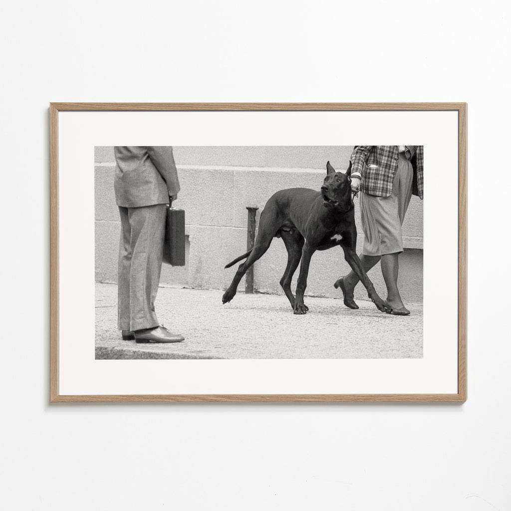 Great dane bodyguard