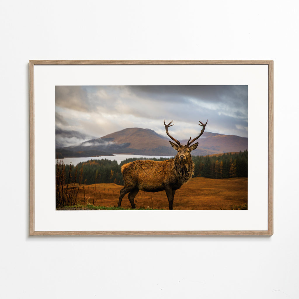 Scottish Stag