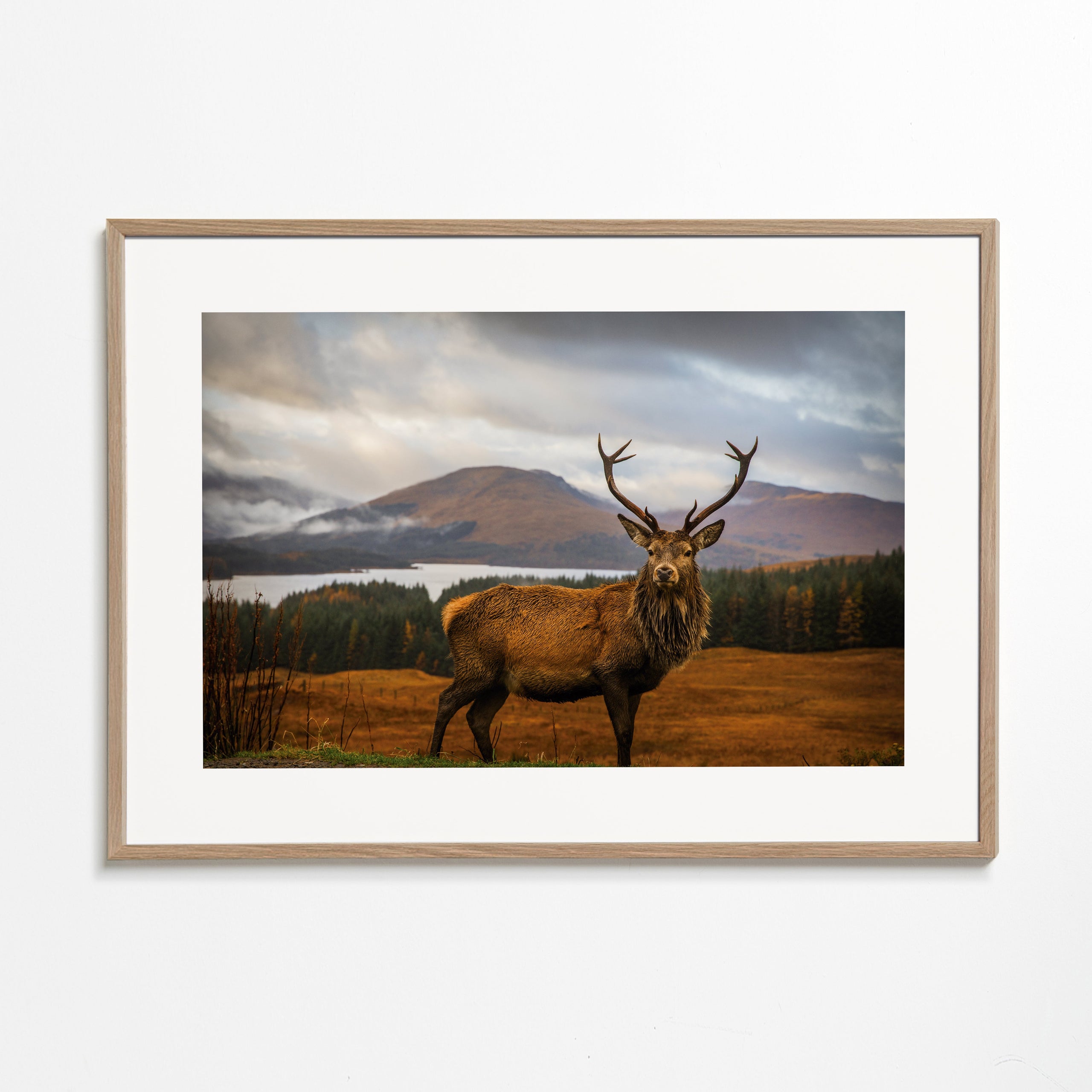 Scottish Stag