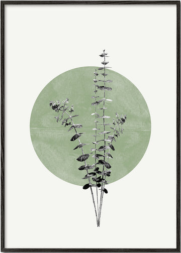 Eucalyptus and Green Moon - THE MIUUS STUDIO