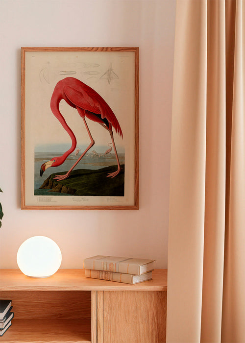 Audubon American Flamingo - The Birds of America