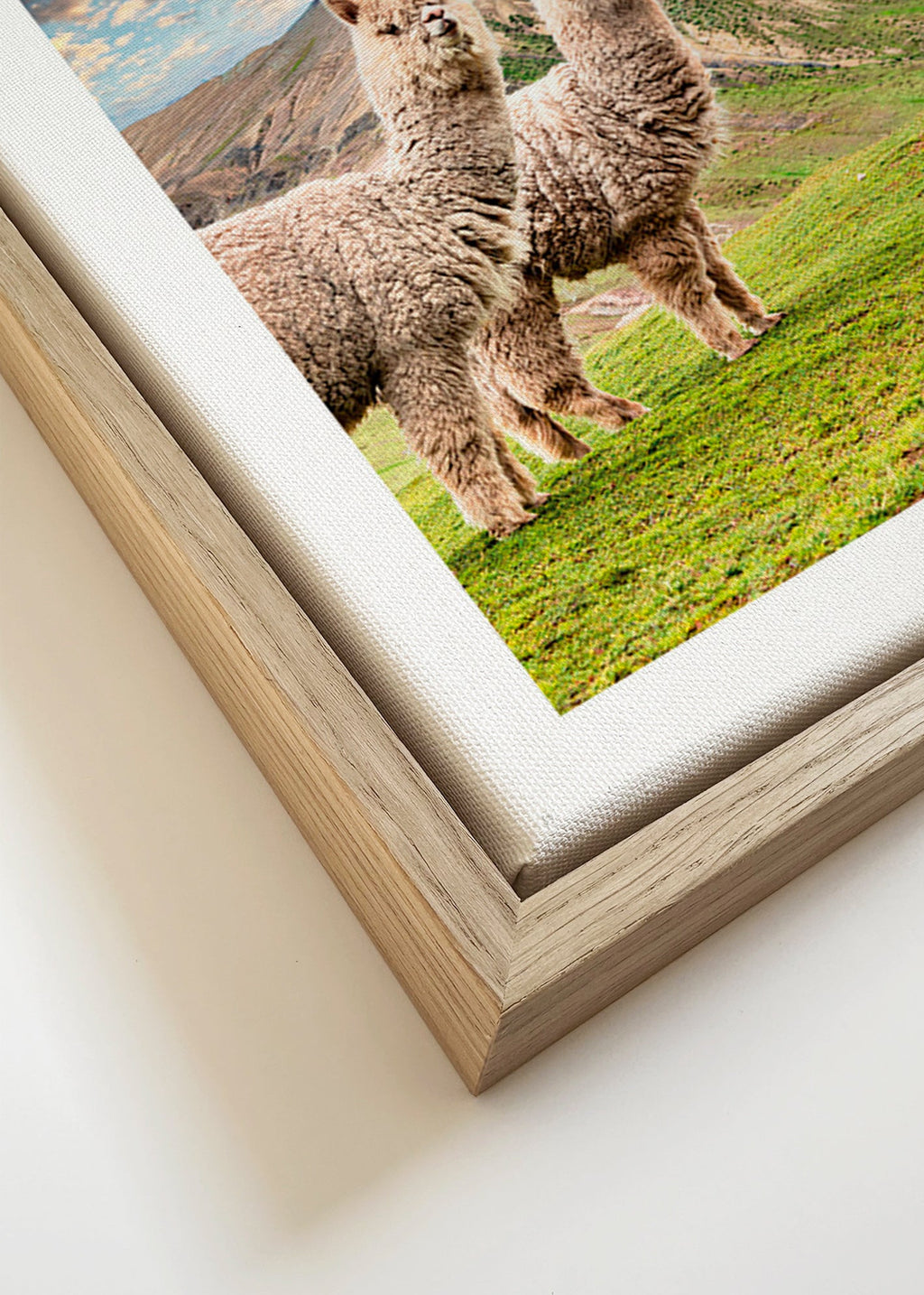 Cuadro alpacas en montaña arcoíris – Canvas detail